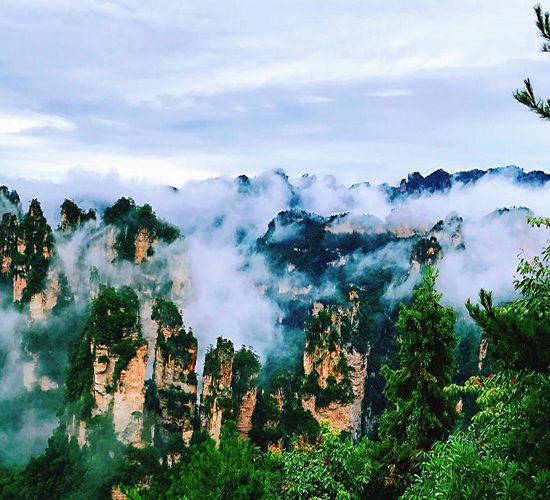 張家界葛根粉 山水間的自然饋贈，旅途中的養生珍品